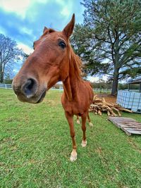 Horse standing in ranch