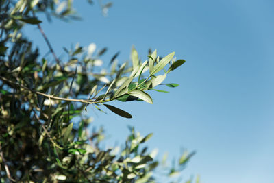 Low angle view of plant against clear sky