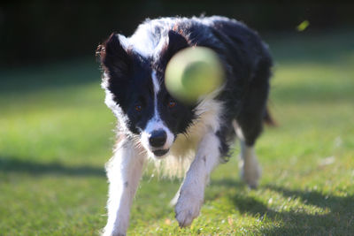 Dog running in grass