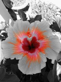 Close-up of hibiscus blooming outdoors