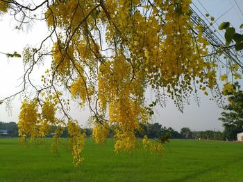 Trees on field during autumn