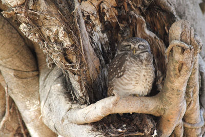 Close-up of owl perching on tree