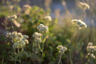 Close-up of white flowering plants on field