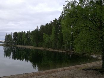 Scenic view of forest against sky