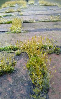 Close-up of moss growing on footpath