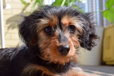 Close-up portrait of dog