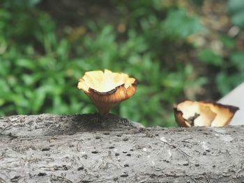 Close-up of mushroom growing on field