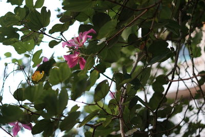 Low angle view of bird on tree against sky