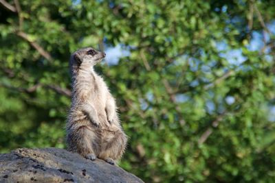 Meerkat sitting on stone against trees at london zoo