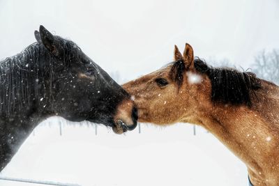 Two horses in snow