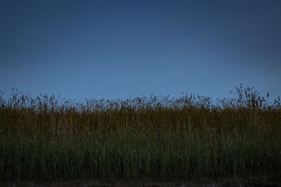 Plants growing on field against clear sky