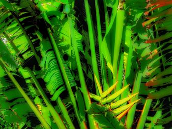 Full frame shot of green leaves