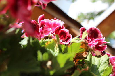 Close-up of pink flowering plants