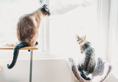 Cat sitting by window at home