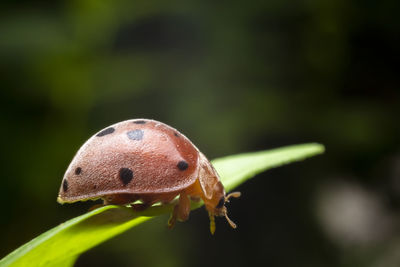 Close-up of butterfly on leaf