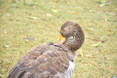 Close-up of duck on field