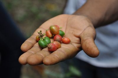 Midsection of man holding unripe fruits