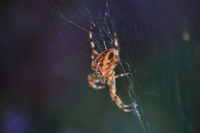 Close-up of spider and web against blurred background