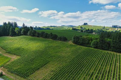 Scenic view of agricultural field against sky
