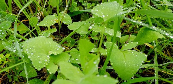 Close-up of raindrops on leaves