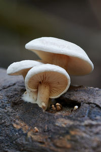 Close-up of mushroom growing on field