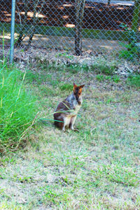 Cat sitting in a fence