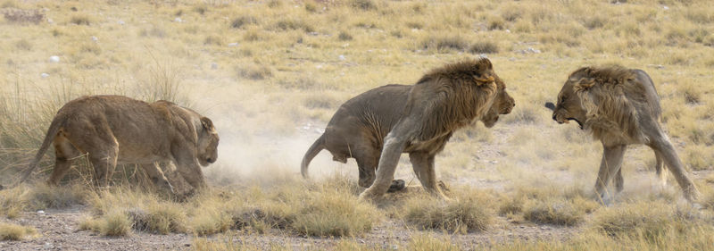 Lioness running on field