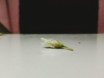Close up of a tea
