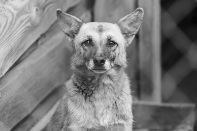 Portrait of dog sitting outdoors