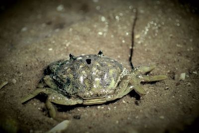 Close-up of crab on sand at night