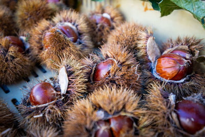 High angle view of nuts 