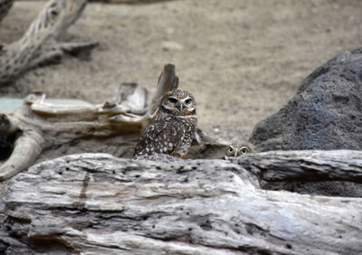 Amazing burrowing owl looking over a fallen log.