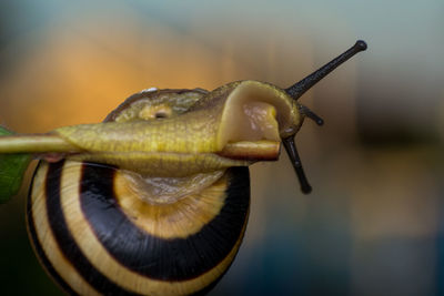 Close-up of snail