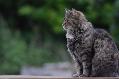 Close-up of cat