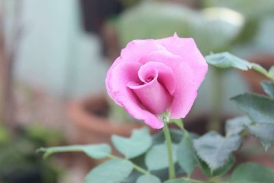 Close-up of pink rose