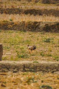 View of a horse on field