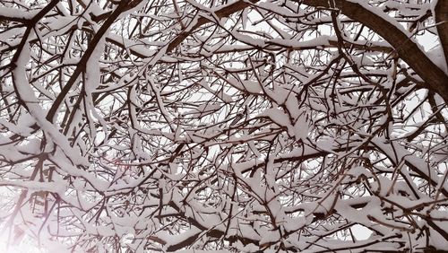 Low angle view of tree against sky