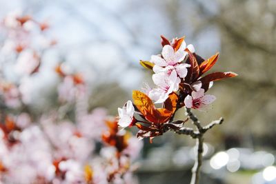 Close-up of orange cherry blossom plant