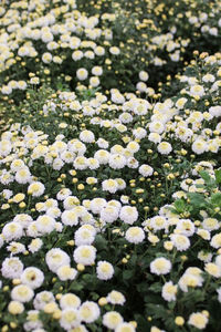 Close-up of white flowers blooming outdoors