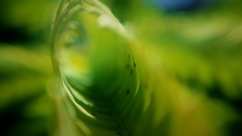 Extreme close up of plant