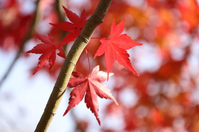 Close-up of maple tree during autumn