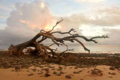 Driftwood on sand at beach against sky