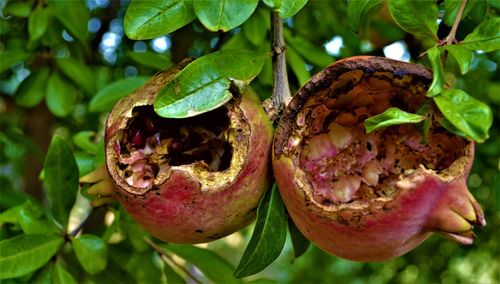 Pomegranate