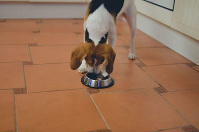 Cute beagle puppy looking at empty dog bowl at home. adorable pet