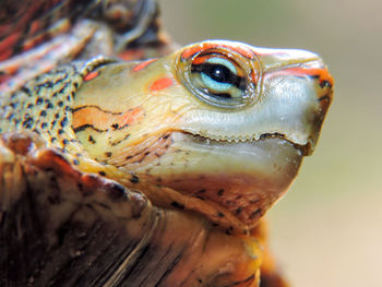 Extreme close up of animal eye