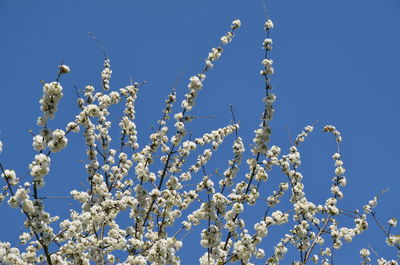 Low angle view of flowers against blue sky