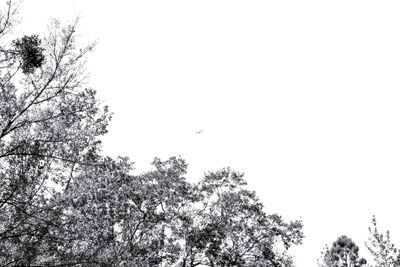 Low angle view of bird flying against clear sky