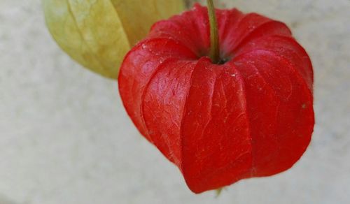 Close-up of red flowers