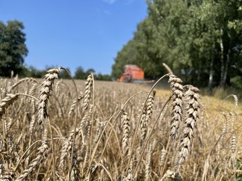 Close-up of wheat growing on field against sky