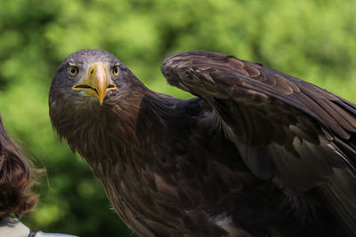 Close-up of eagle perching on branch